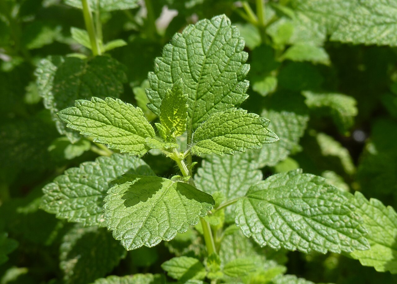 Lemon balm (Melissa officinalis)