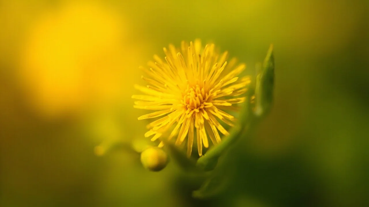 Dandelion