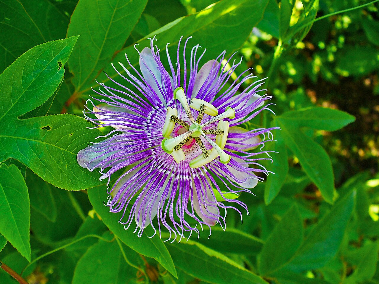 Passiebloem (Passiflora incarnata)