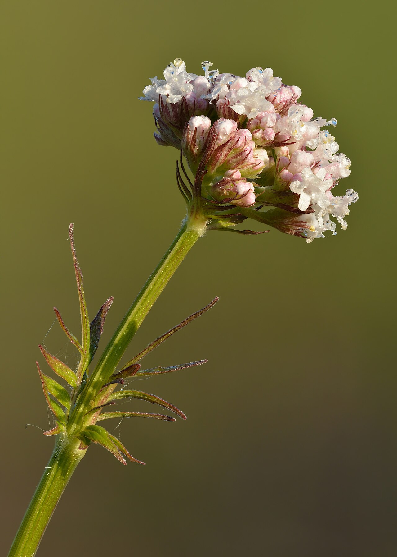 Valeriaan (Valeriana officinalis)